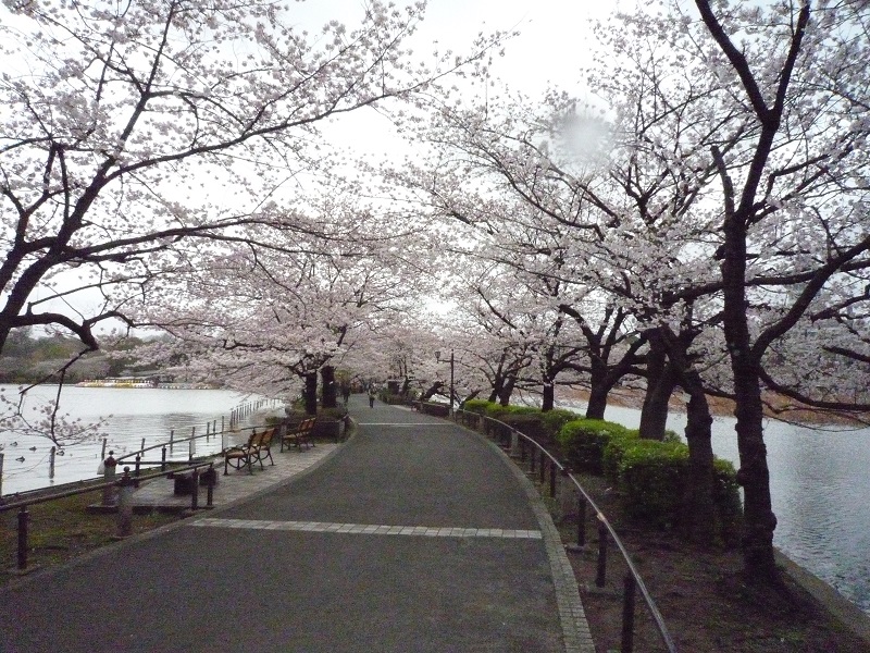 上野不忍池の桜